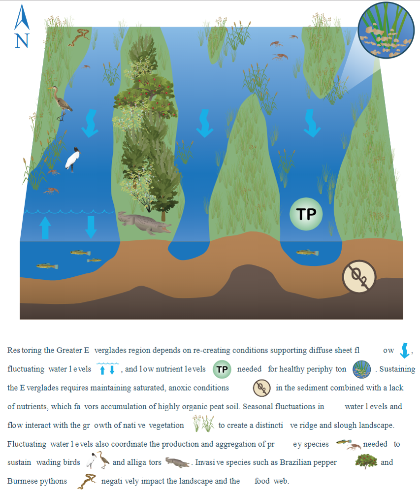Graphic. Restoring the Greater Everglades region depends on recreating conditions supporting diffuse sheet flow, fluctuating water levels, and low nutrient levels needed for healthy periphyton. Sustaining the Everglades requires maintaining saturated, anoxiic conditions in the sediment, combined with a lack fo nutrients, which favors accumulation of highly organic peat soil. Seasonal fluctuations in water levels and flow interact with the growth of native vegetation to create a distinctive ridge and slough landscape. Fluctuating water levels also coordinate the production and aggregation of prey species needed to sustain wading birds and alligators. Invasive species such as Brazillian pepper and Burmese pythons negatively impact the landscape and the food web.